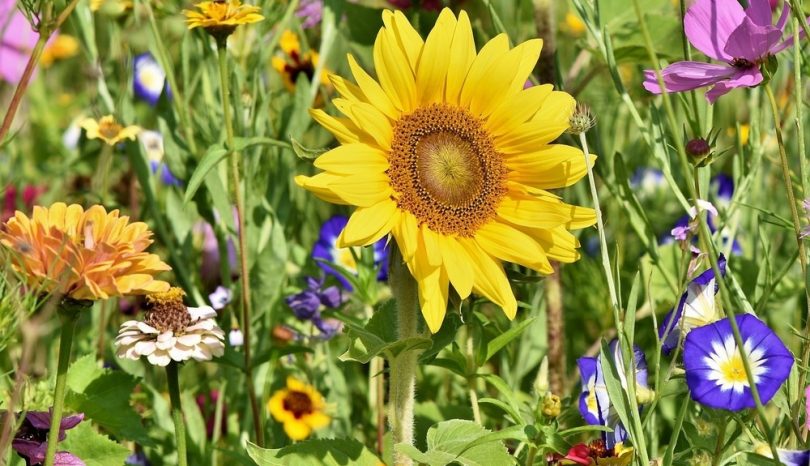 Skapa en blommande hästgård