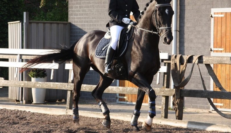 Bygg en egen ridbana